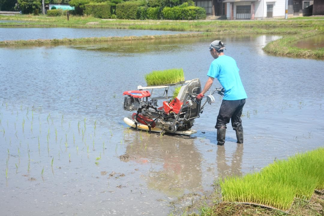 イセヒカリ10kg玄米　たけ爺ブランド栽培期間中無化学肥料・栽培期間中無農薬栽培