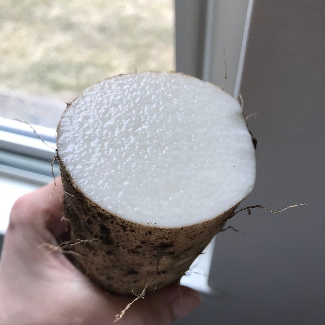 新物！北海道十勝産　長芋　贈答品　10キロと贈答品5キロ