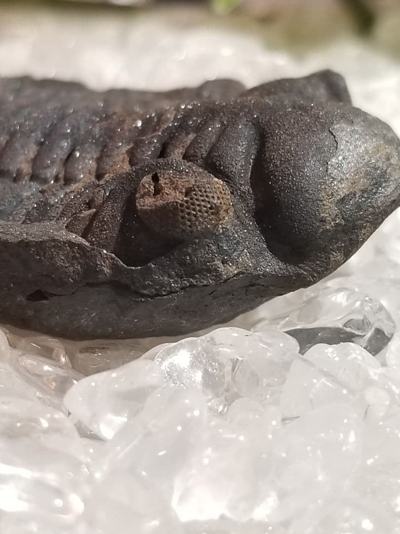 【自由研究にイチオシ！】 三葉虫 〜カンブリア紀〜 『結晶化された化石』