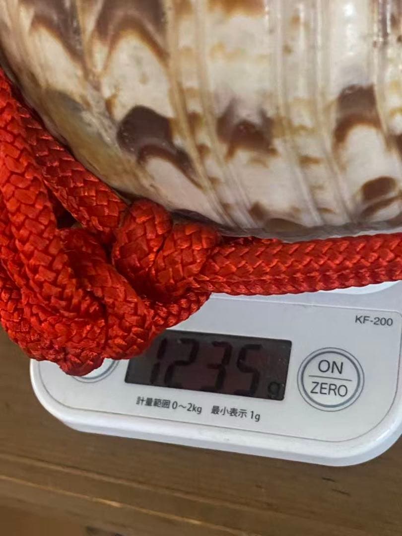 法螺貝貝全長約39cm 總1235g 笛 密教魔除け貝貝殻ホラガイホラ貝 ほら貝
