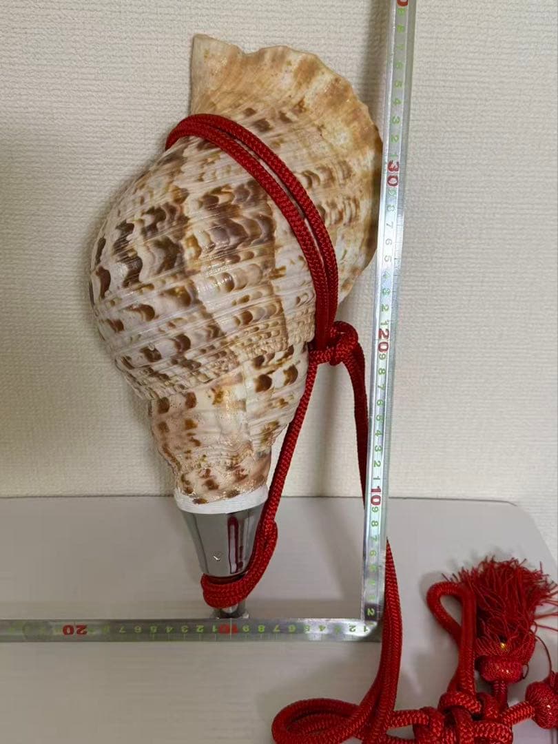 法螺貝貝全長約39cm 總1235g 笛 密教魔除け貝貝殻ホラガイホラ貝 ほら貝