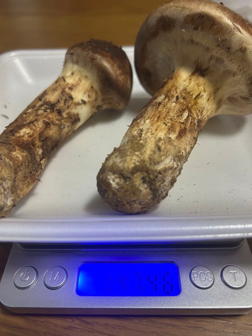 松茸 国産 信州産 長野県産 野菜