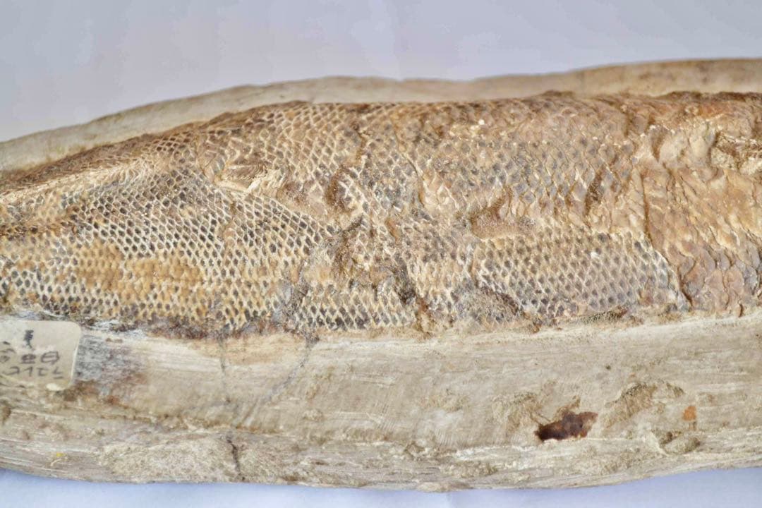 鱗ビッシリ、立体的一億数千万年前のブラジル産絶滅古代魚・ラコレピスの化石