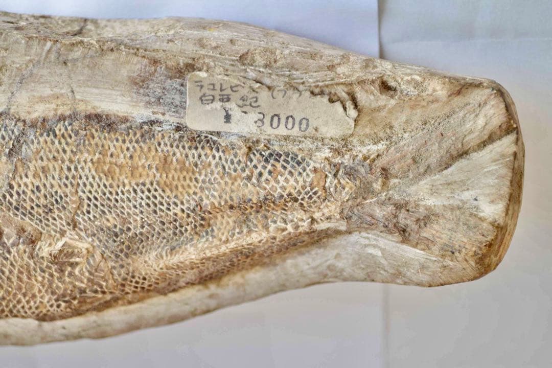 鱗ビッシリ、立体的一億数千万年前のブラジル産絶滅古代魚・ラコレピスの化石