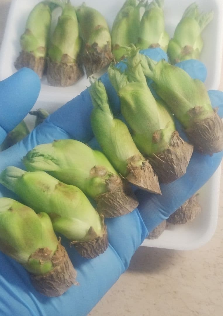 現在、成長待ち[農家直送]タラの芽00g以上