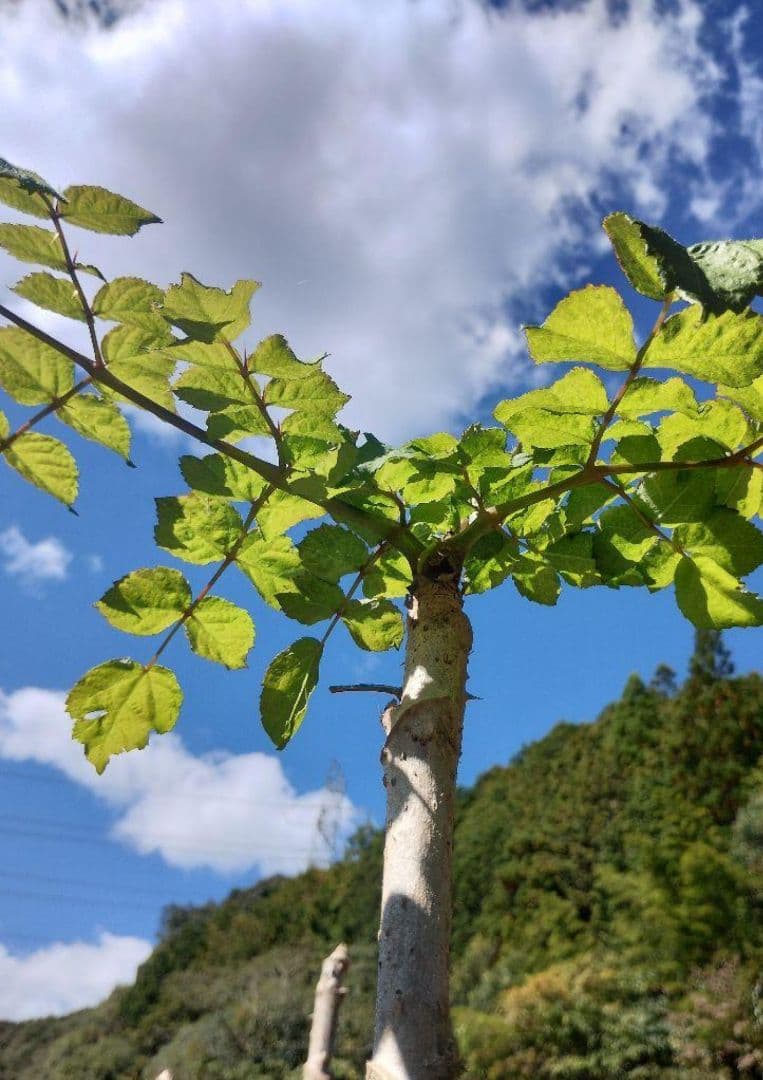 現在、成長待ち[農家直送]タラの芽00g以上