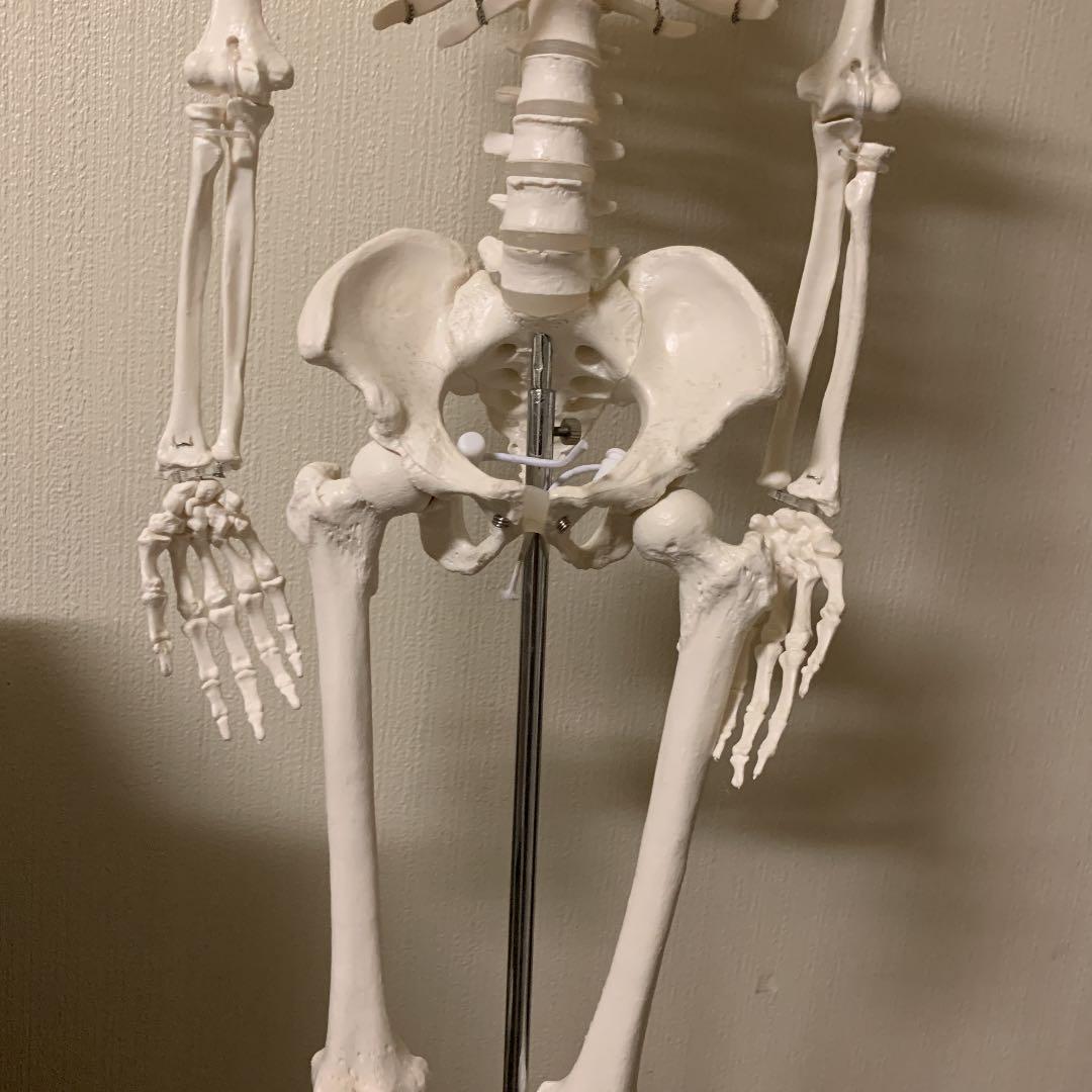 人体骨格模型 直立 スタンド 付 85cm 1/2モデル -1.4516