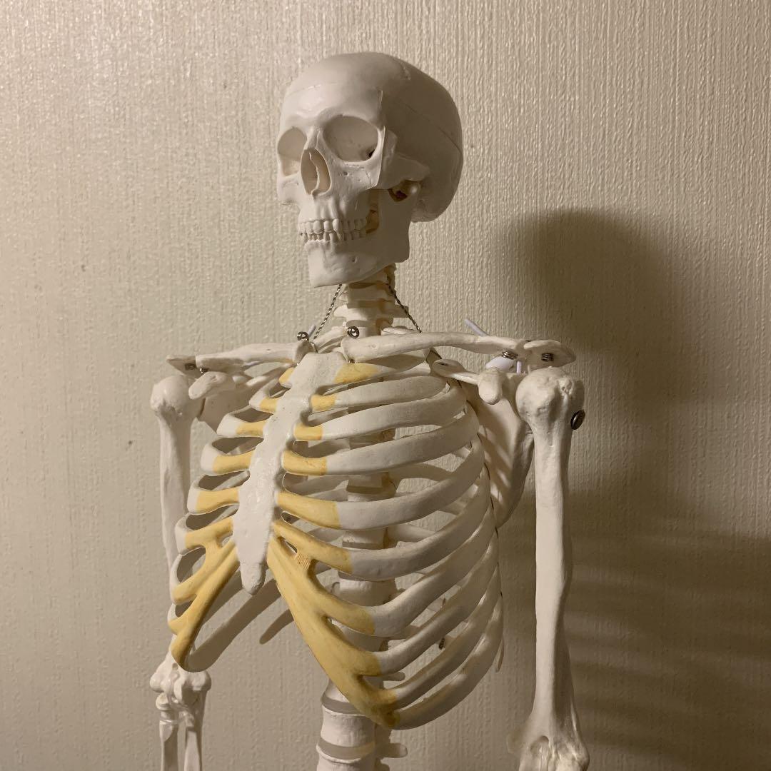 人体骨格模型 直立 スタンド 付 85cm 1/2モデル -1.4516