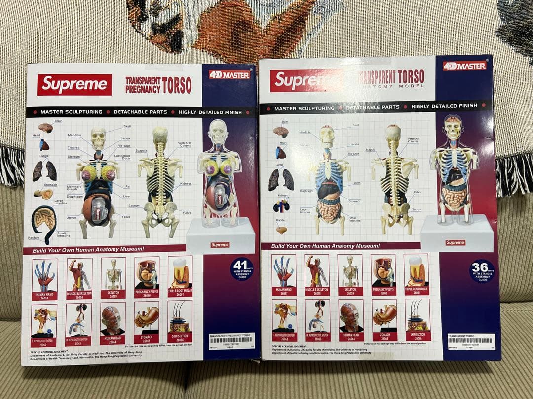 Supreme Anatomy Model 18AW 人体模型