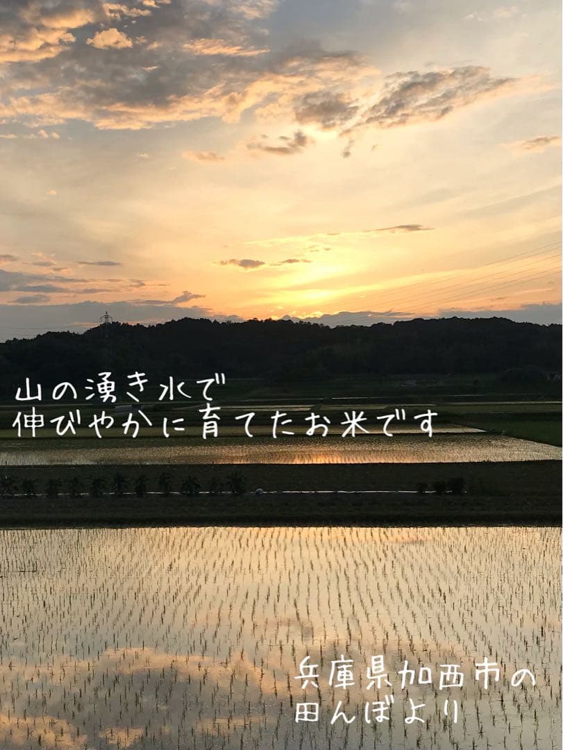 新米★山の湧き水で育てた農家のお米兵庫県産キヌヒカリ 30kg