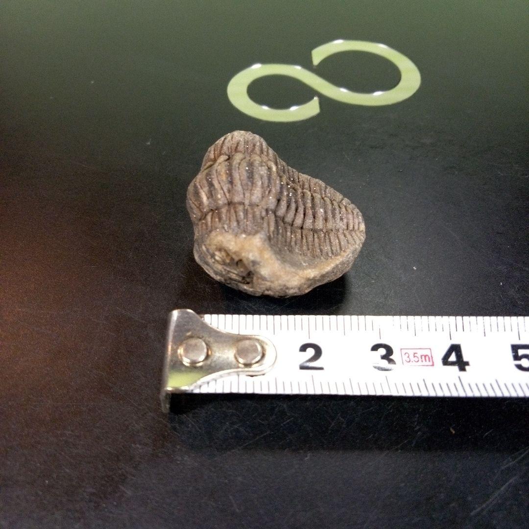 三葉虫　化石　fossil　ボリビア産　trilobite　三葉虫判別⑩