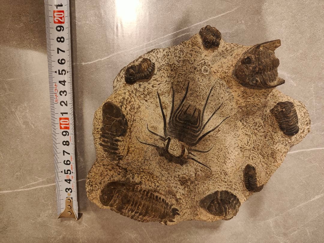 【博物館級・一点物】複数個体が集積した大型 三葉虫の化石 圧倒的存在感