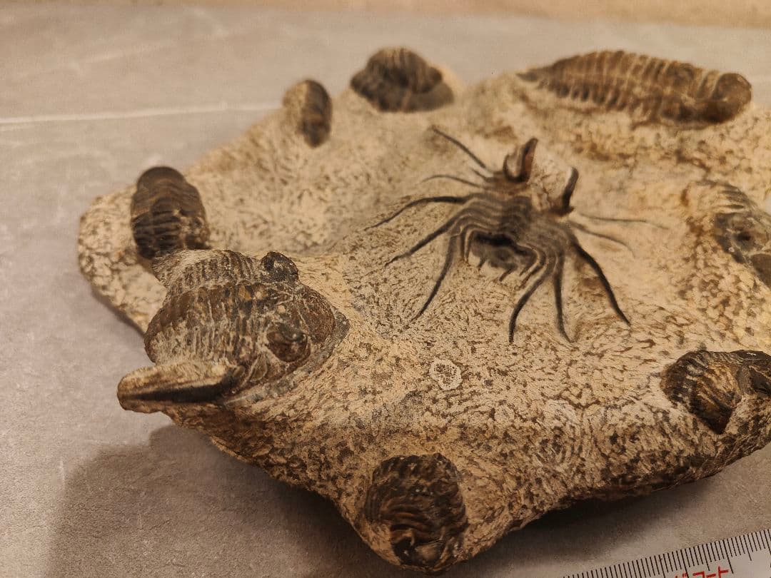 【博物館級・一点物】複数個体が集積した大型 三葉虫の化石 圧倒的存在感