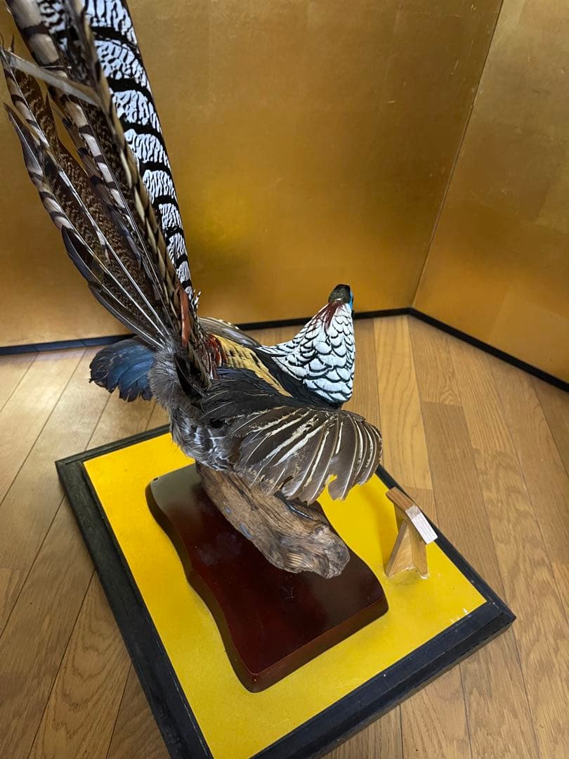 銀鶏鳥‼️美品‼️剥製‼️希少‼️高級品‼️ガラスケース付き‼️激安破壊出品‼️送料無料‼️