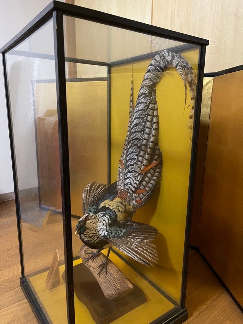 銀鶏鳥‼️美品‼️剥製‼️希少‼️高級品‼️ガラスケース付き‼️激安破壊出品‼️送料無料‼️