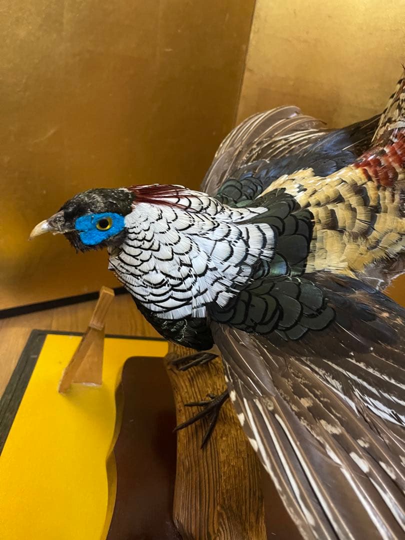 銀鶏鳥‼️美品‼️剥製‼️希少‼️高級品‼️ガラスケース付き‼️激安破壊出品‼️送料無料‼️