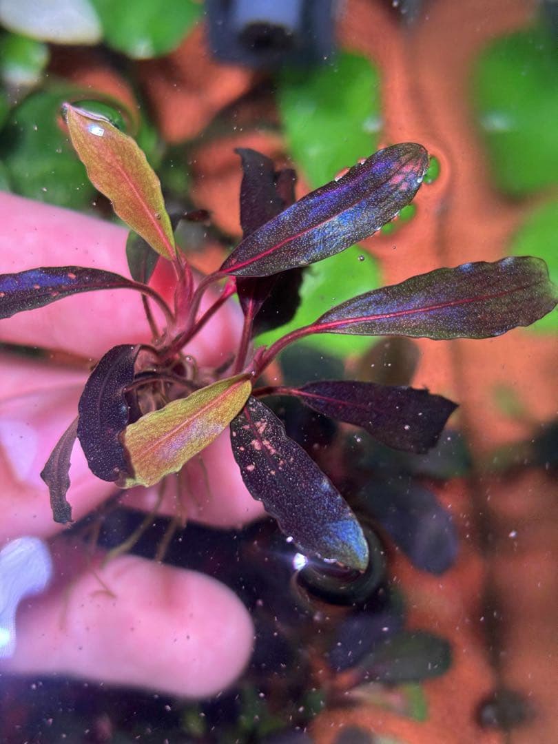 ブセファランドラspゴーストカリマンタン
