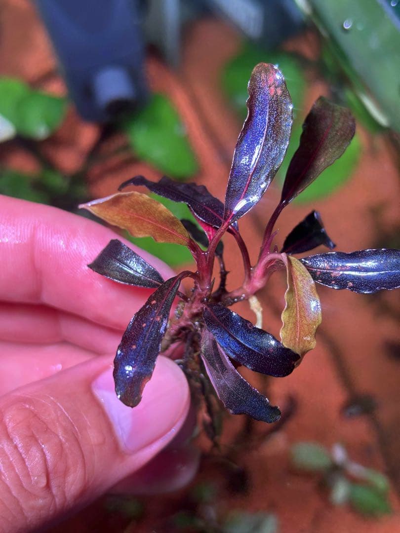 ブセファランドラspゴーストカリマンタン