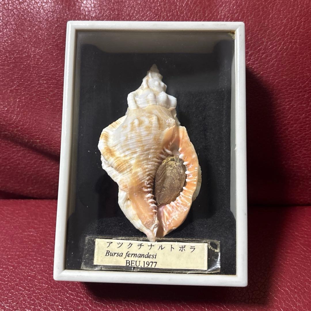 (超希少)アツクチナルトボラ　ソマリア共和国産　貝殻