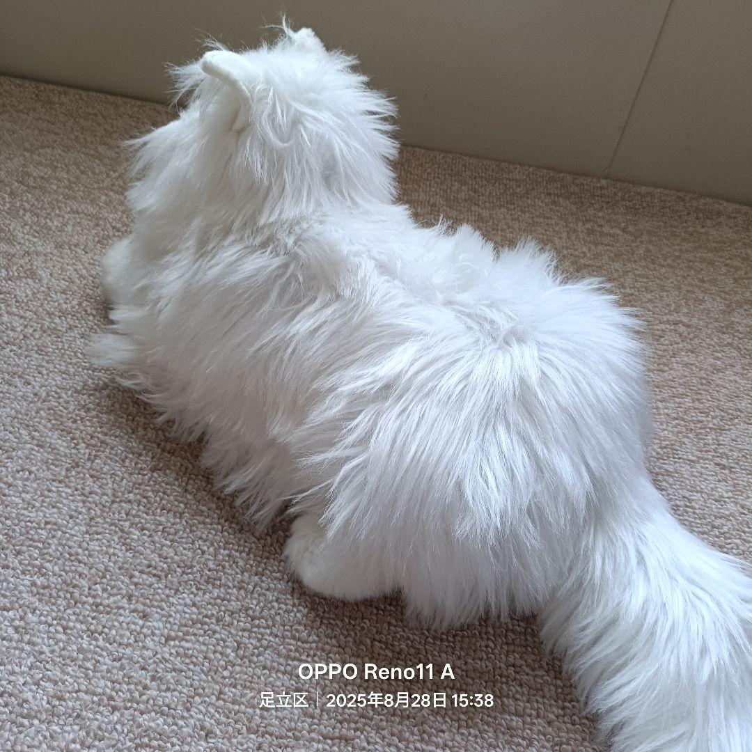 KIMIT ラグドール(ホワイト)