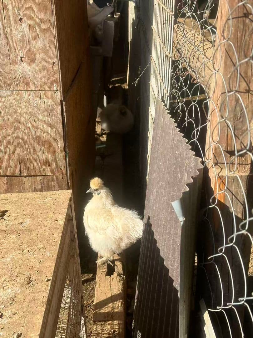 平飼い玉子 ミックス