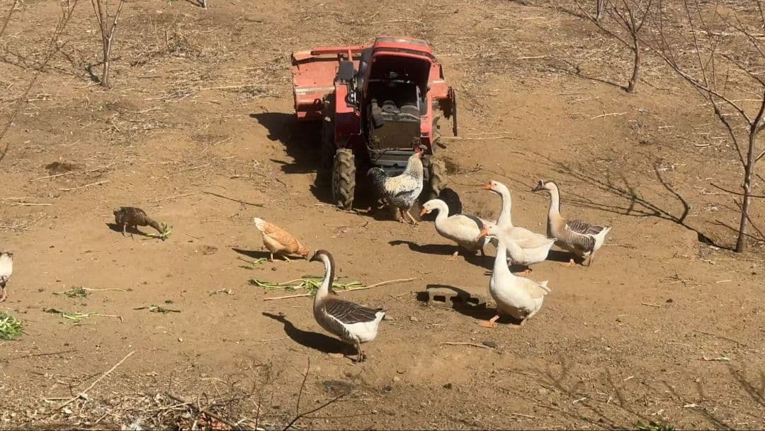 平飼い玉子 ミックス