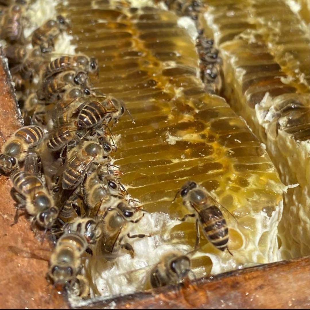 りなんてぃー 日本ミツバチ とろとろはちみつ+コムハニー 無添加抗生物質無