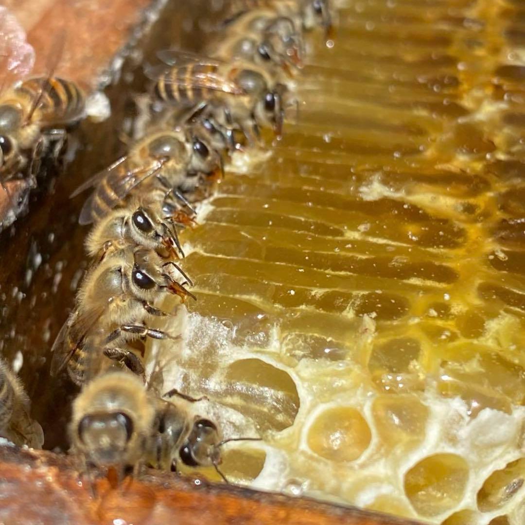 りなんてぃー 日本ミツバチ とろとろはちみつ+コムハニー 無添加抗生物質無