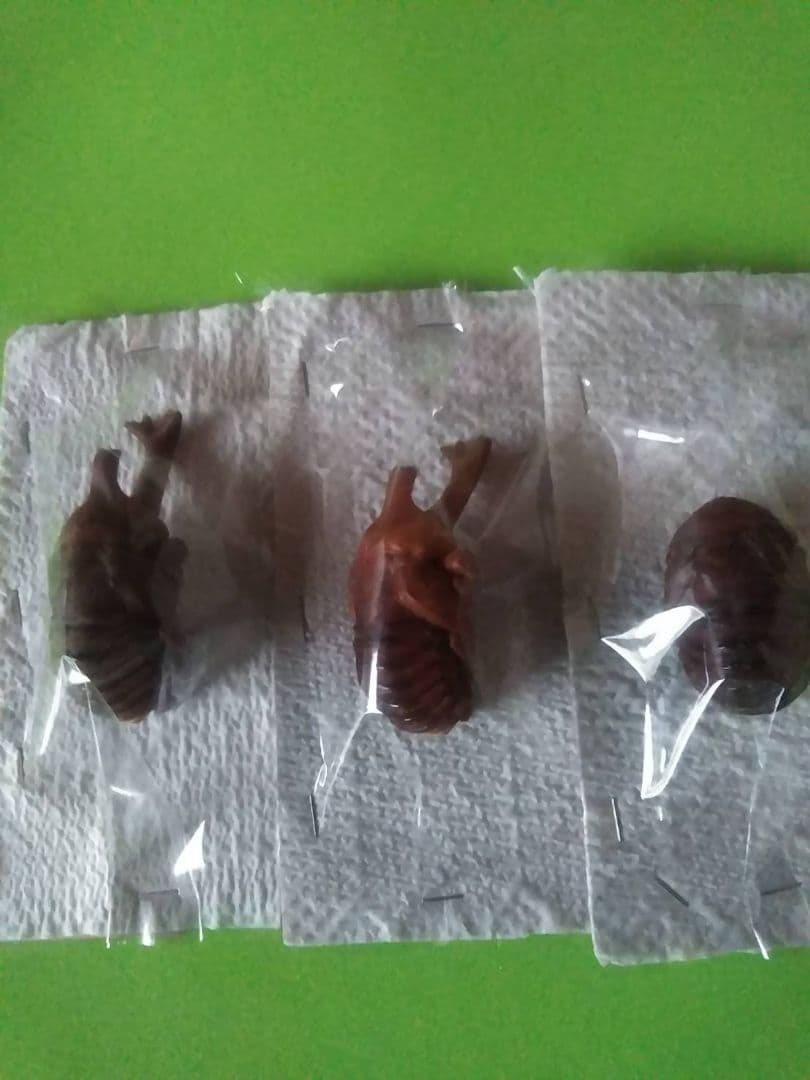 昆虫標本40匹セット　※A品B品