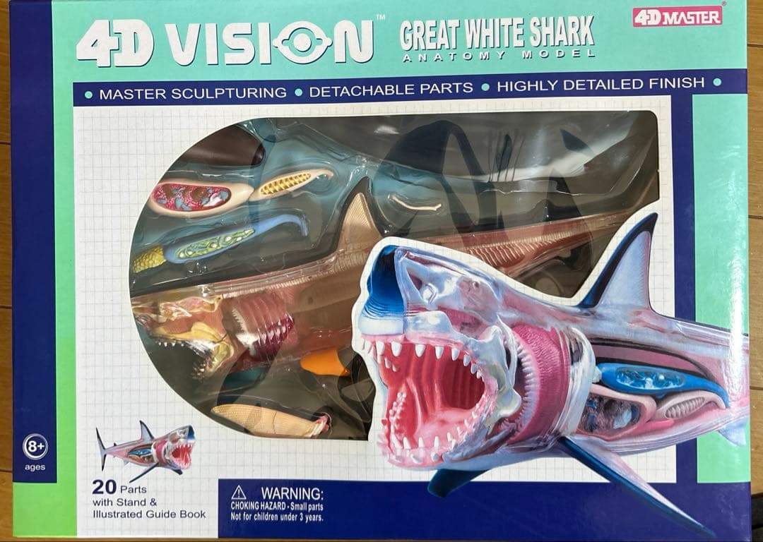 4Dビジョン ホホジロザメ 解剖モデル Great White Shark