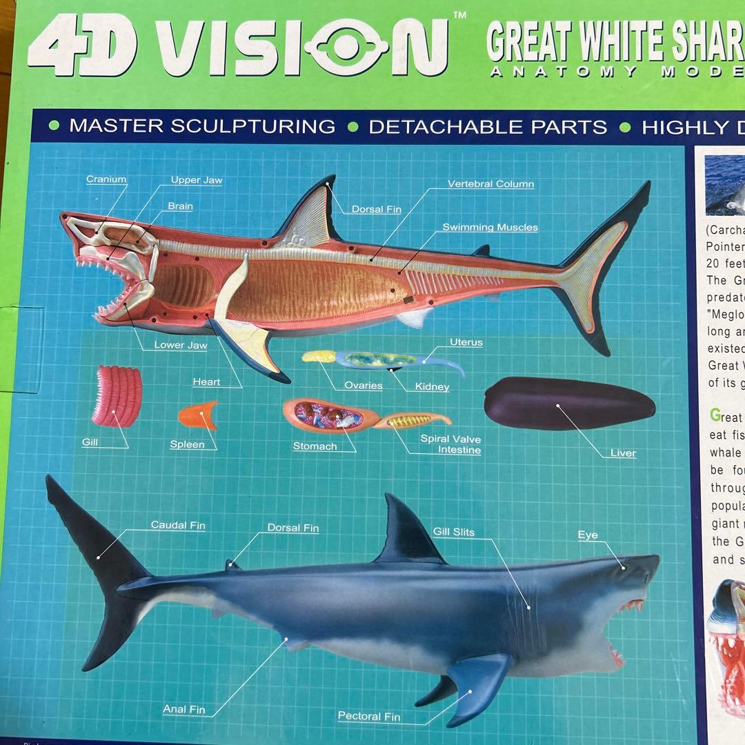 4Dビジョン ホホジロザメ 解剖モデル Great White Shark