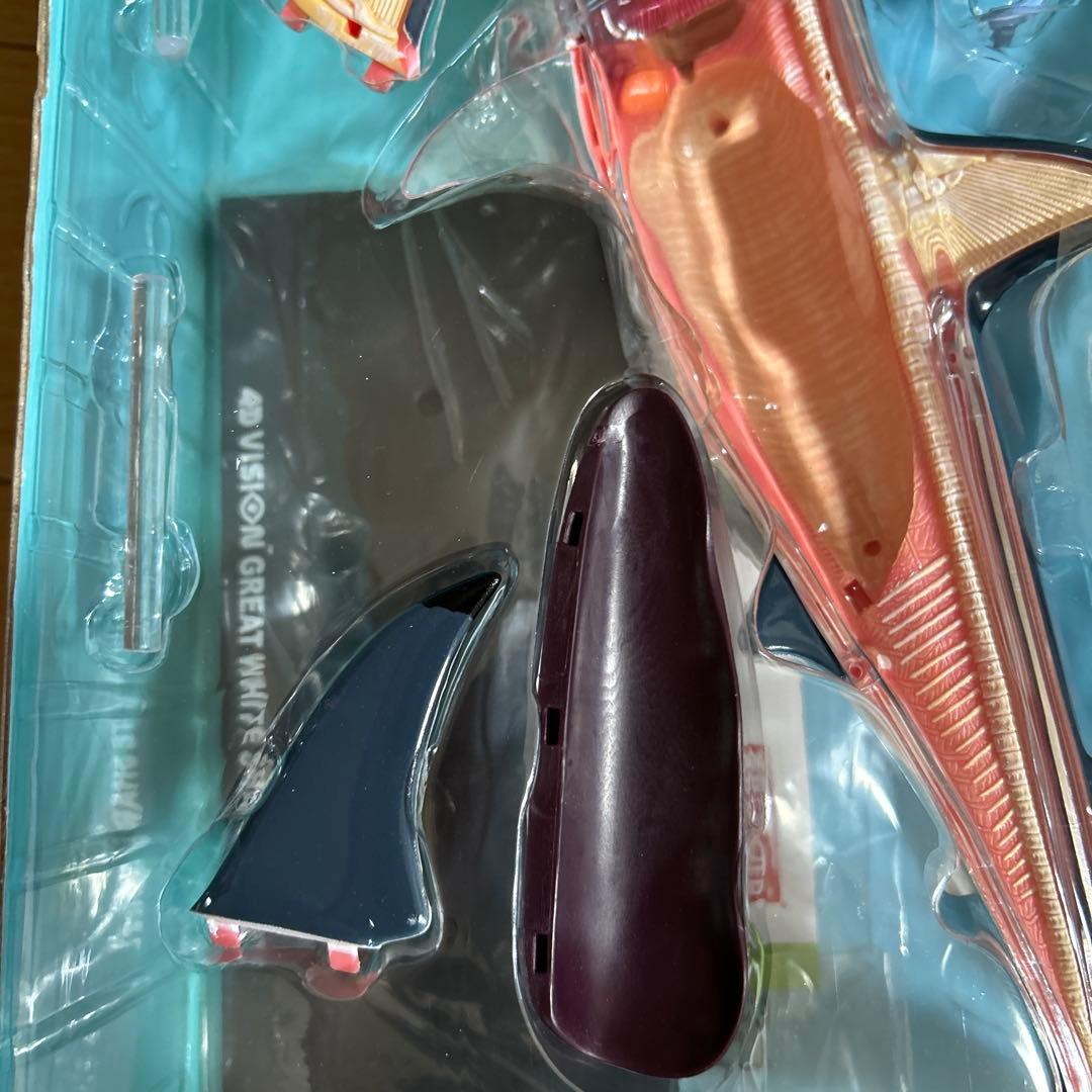 4Dビジョン ホホジロザメ 解剖モデル Great White Shark