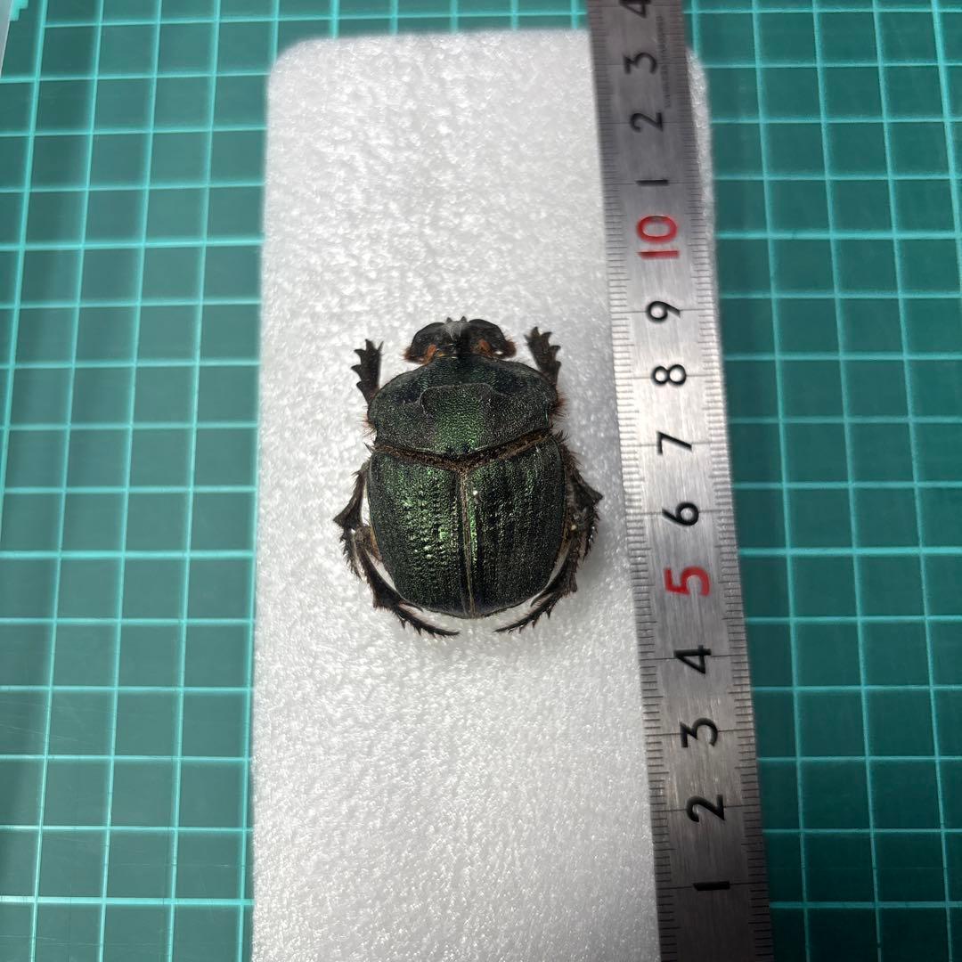 エンシフェルオオニジダイコク