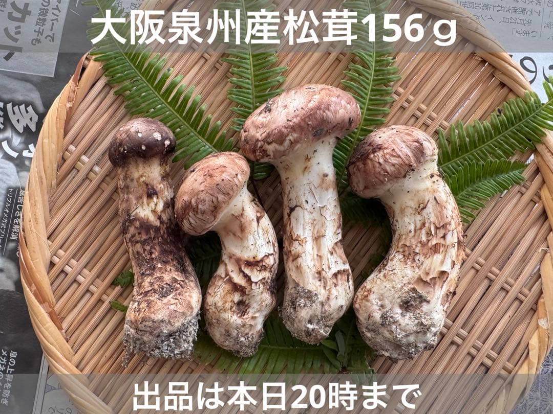 【国産】大阪泉州産松茸蕾156ｇ