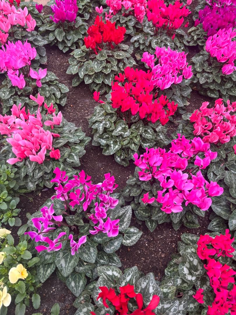 マンウィズ　はぐはぐ　ぬいぐるみ　2つセット