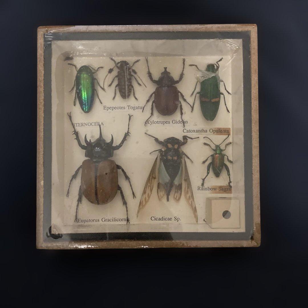 昆虫標本セット - カブトムシなど