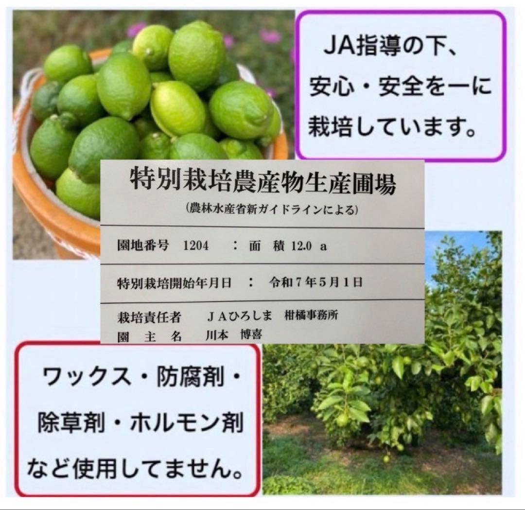 あん様♡酵素栽培　小粒ちゃん　ネーブル 瀬戸田　広島県　皮も食べて　農園直送5㌔