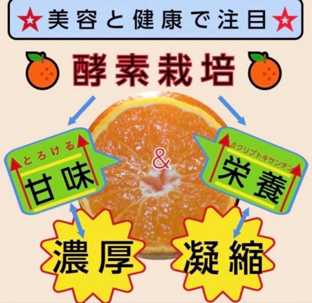 あん様♡酵素栽培　小粒ちゃん　ネーブル 瀬戸田　広島県　皮も食べて　農園直送5㌔