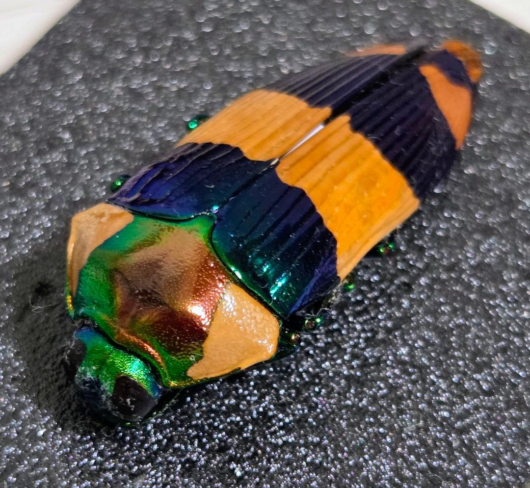 珍品 スハンダエオウサマムカシタマムシ 42ミリ 大型個体 お正月セール