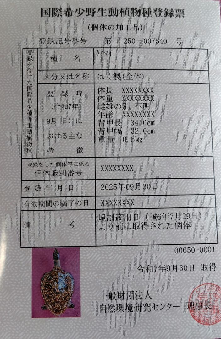 亀 　タイマイ 置物 インテリア オブジェ 縁起物 剥製