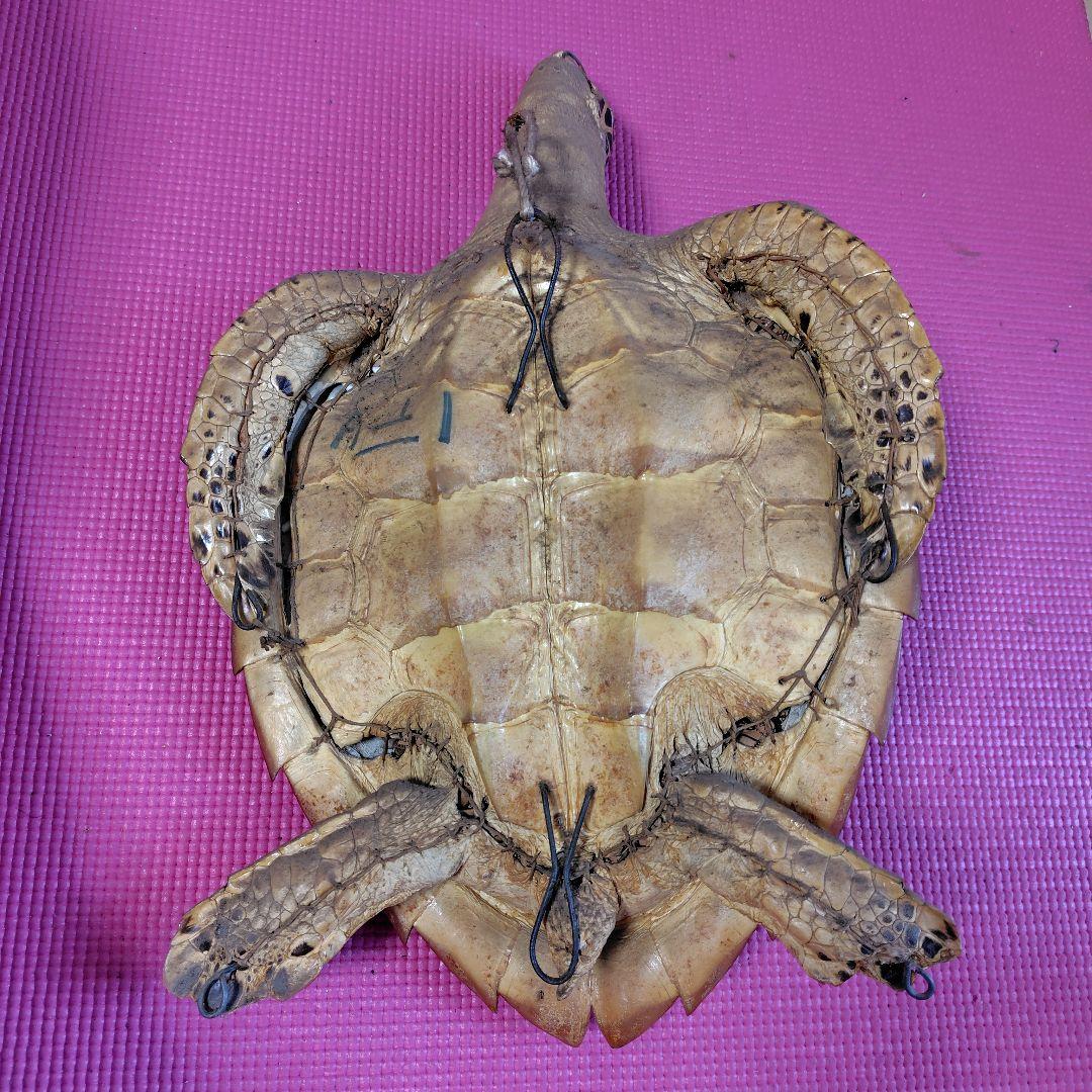 亀 　タイマイ 置物 インテリア オブジェ 縁起物 剥製