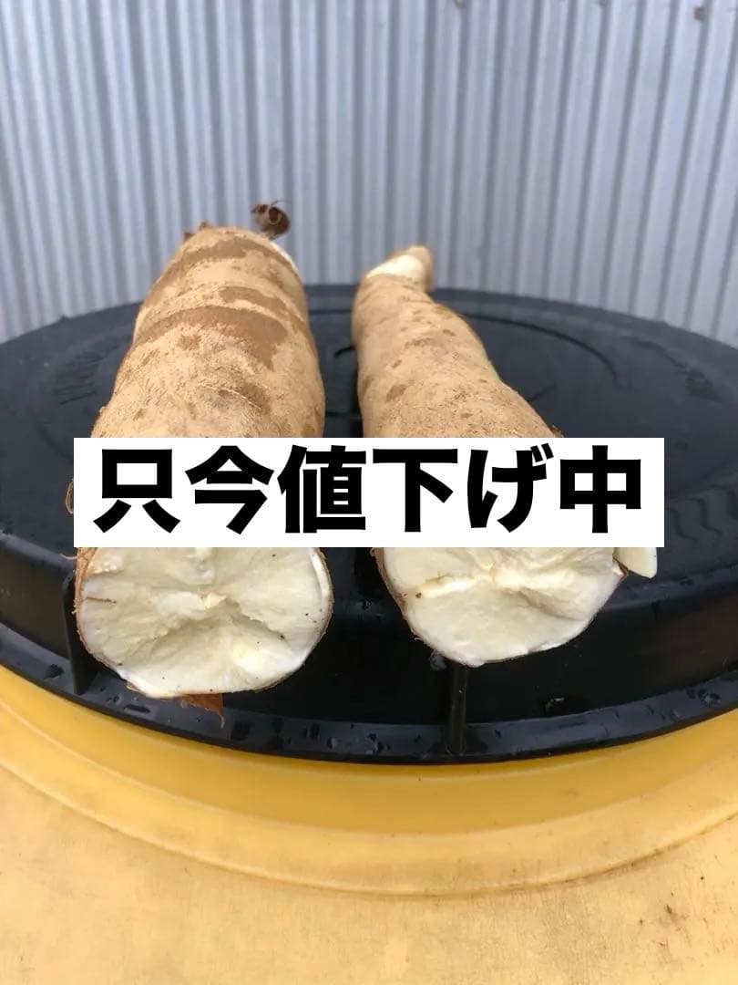 徳之島産キャッサバ生芋15キロ入り