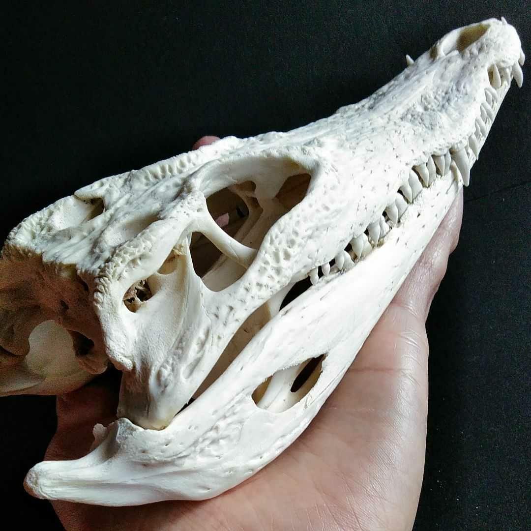 骨格　標本　ワニ　頭骨　クロコダイル　シャムワニ