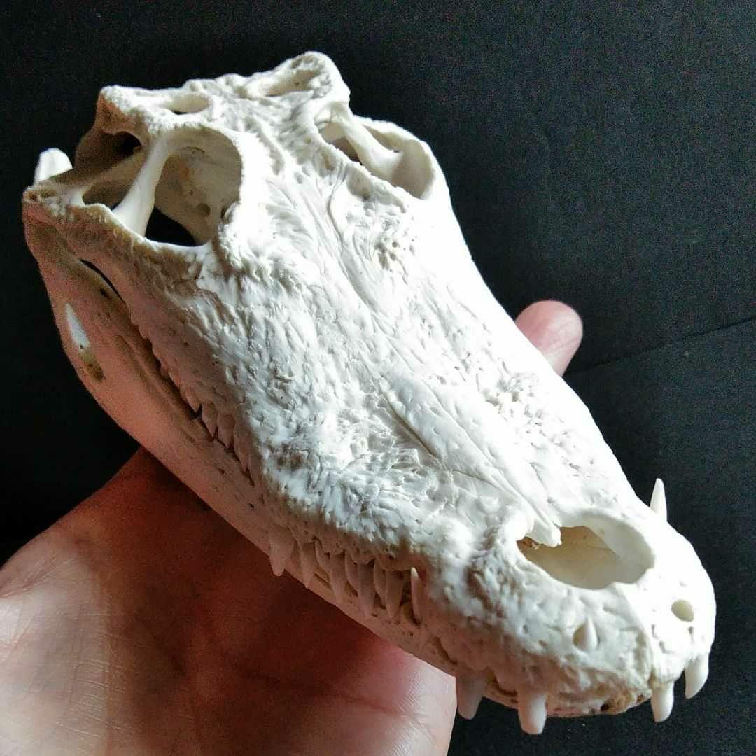 骨格　標本　ワニ　頭骨　クロコダイル　シャムワニ
