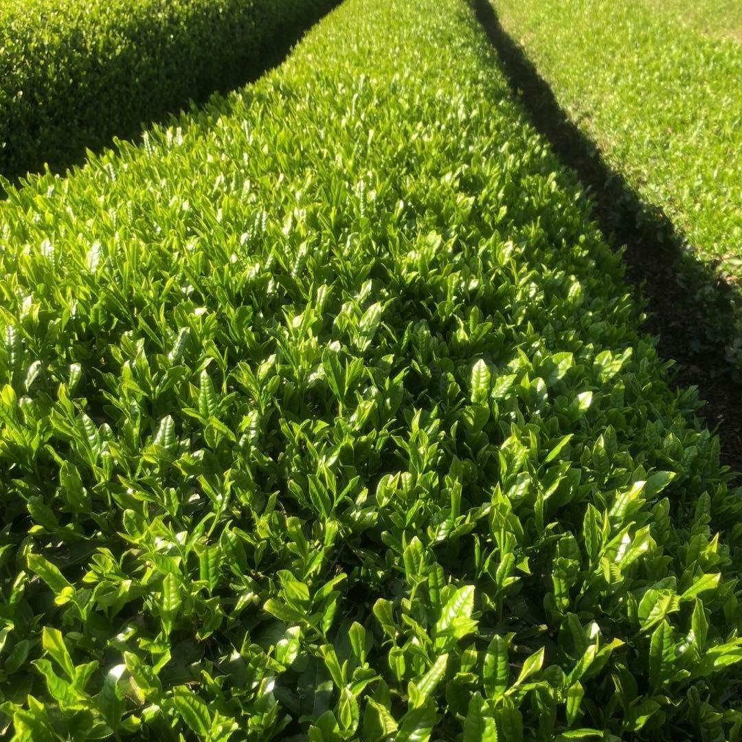 静岡新茶　川根茶 上煎茶200gX10数量限定セール 特別価格➕送料無料サービス