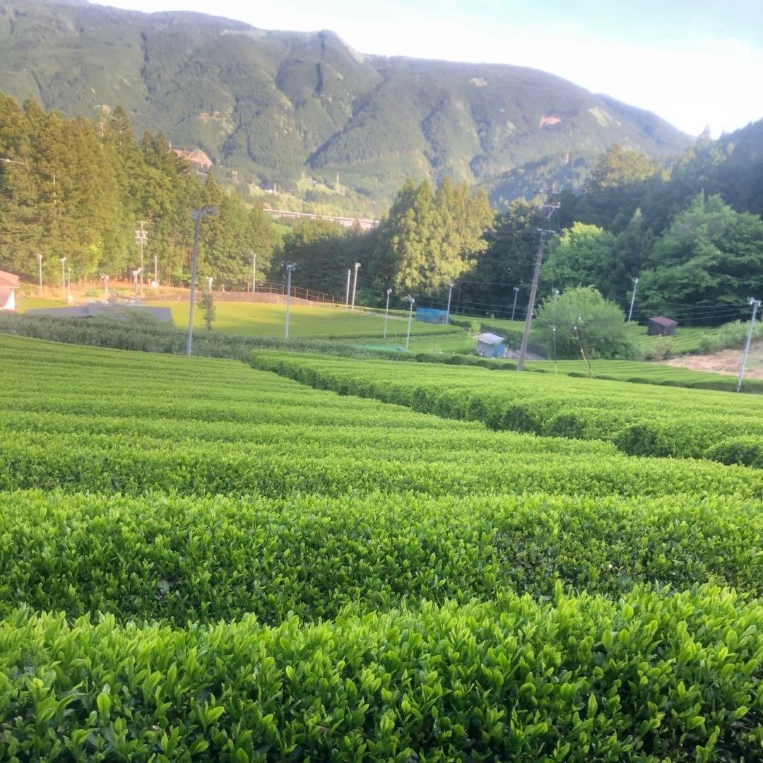 静岡新茶　川根茶 上煎茶200gX10数量限定セール 特別価格➕送料無料サービス