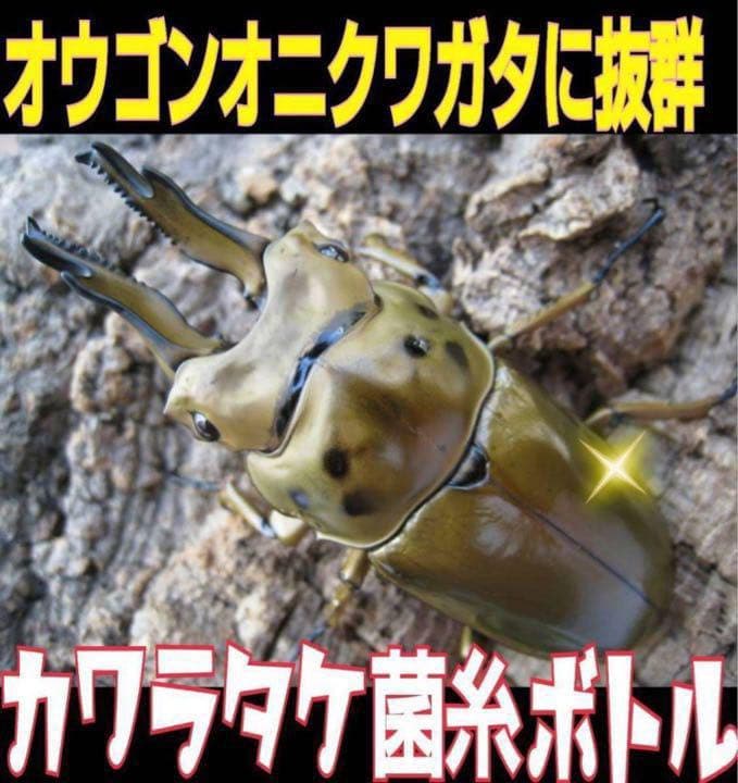 極上！カワラタケ菌糸瓶【5本】特殊アミノ酸強化配合！タランドゥス・オウゴンオニに