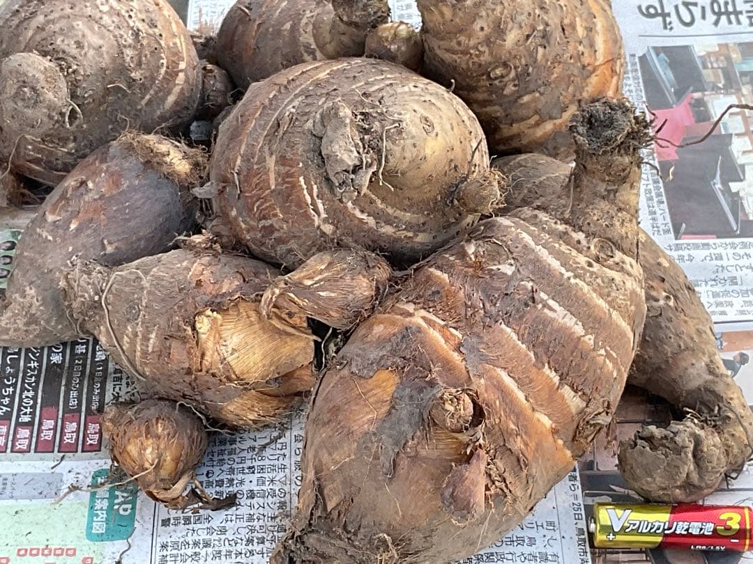 Masakadu Nakamura分　海老芋　12,5kg ③