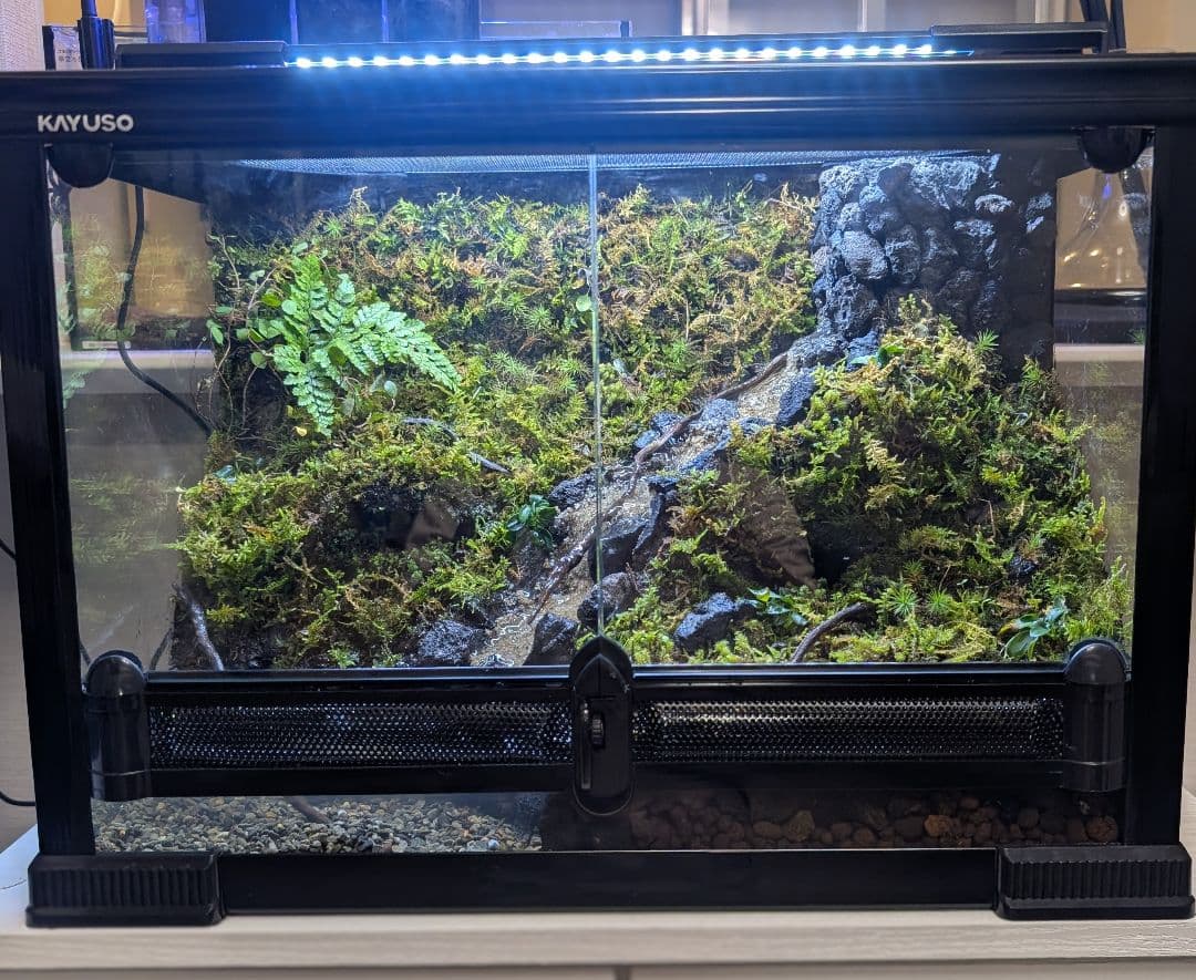 イモリウム テラリウム 苔リウム 50×30×36cm オーダーメイド 受注生産