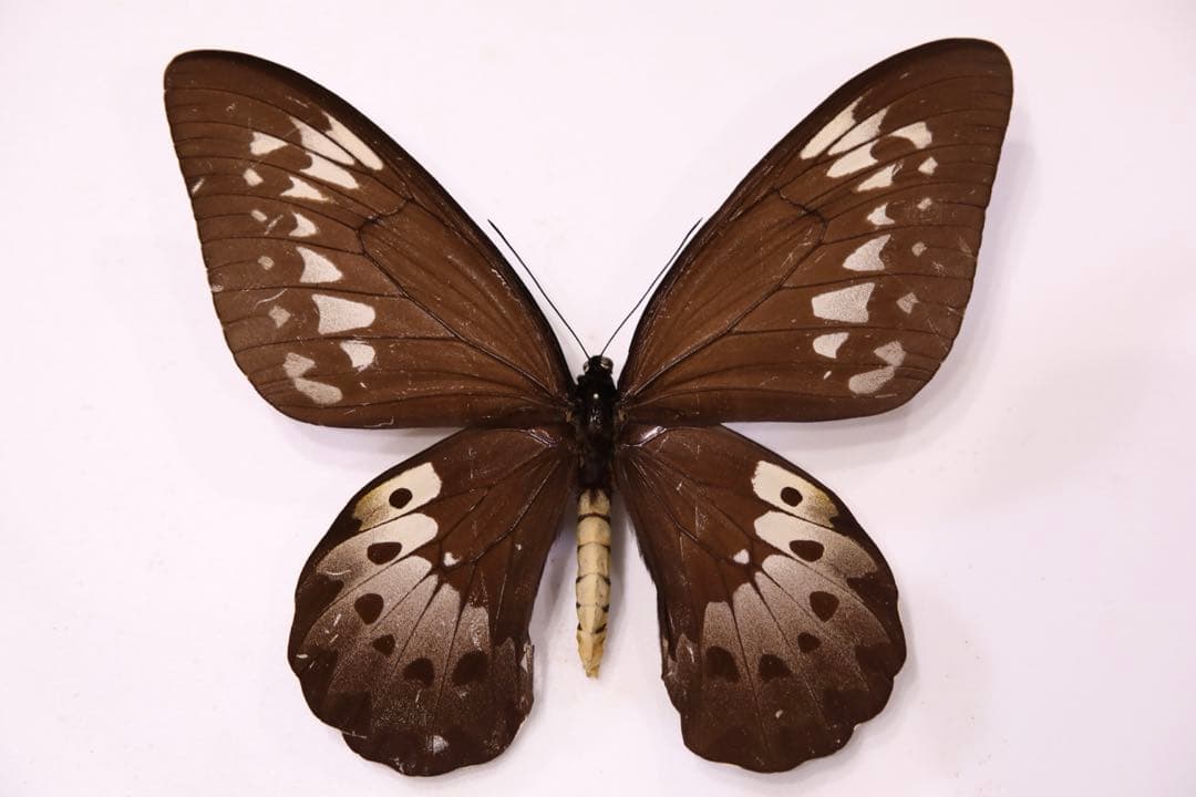 ゴライアストリバネアゲハ♀！大型個体！